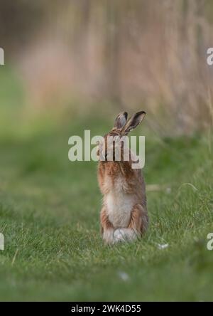 Ein brauner Hase (Lepus europaeus), der aufsteht und sein Gesicht mit den Pfoten wäscht. Ein süßer Schuss von einem schüchternen Wildtier. Suffolk, Großbritannien Stockfoto