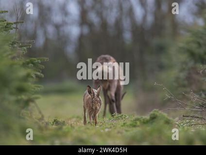 Eine ungewöhnliche Aufnahme eines wilden Braunhasen (Lepus europaeus) mit einem Reh-Bock im Hintergrund. Zwei einheimische Säugetierarten zusammen. Suffolk, Großbritannien. Stockfoto
