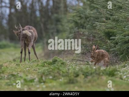 Die Grooming Session, ein wilder Braunhase (Lepus europaeus) mit einem Reh-Bock im Hintergrund. Zwei einheimische Säugetierarten zusammen. Suffolk, Großbritannien. Stockfoto