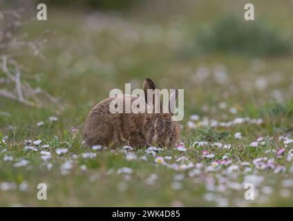 Ein Braunhase Leveret ( Lepus europaeus), der sich glücklich im Gras und in einem Teppich von Gänseblümchen auf dem Bauernhof ernährt. Suffolk UK Stockfoto