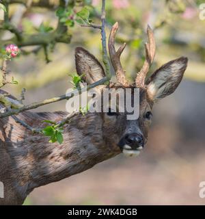 Ein Nahaufnahme, Kopfaufnahme eines Rehs mit Geweih (Capreolus capreolus), der aus der rosafarbenen Apfelblüte in den Obstgärten einer Suffolk Farm hervorblickt . UK Stockfoto