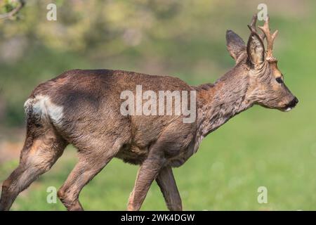 Eine Nahaufnahme. Männliche Rehe mit Geweih (Capreolus capreolus), die durch die rosa Apfelblüte in den Apfelplantagen einer Suffolk Farm spazieren. UK Stockfoto