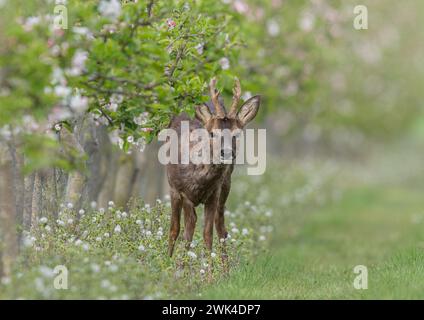 Ein männlicher Reh mit Geweih (Capreolus capreolus), der aus der rosafarbenen Apfelblüte in den Apfelplantagen einer Suffolk Farm hervorblickt. UK Stockfoto