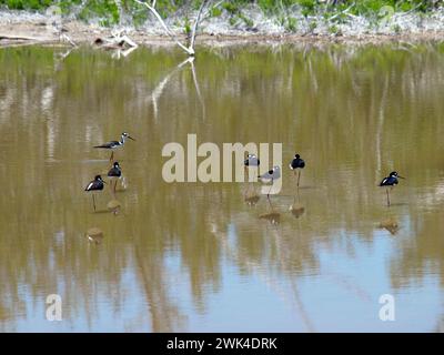 Schar von Schwarzhalsstelzen (Himantopus mexicanus) im Eco Pond, Everglades National Park. Stockfoto