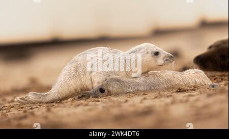 Junge Grausiegel, die über die Leiche eines anderen Hundes kriechen. Stockfoto