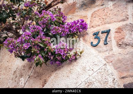 Violette Blumen und graues Haus in Katalonien, Spanien. Straßenschild Nr. 37 an der alten strukturierten Wand. Blühende Bougainvillea Blumen Fotografie. Straßenscen Stockfoto