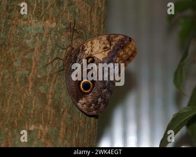Eulenfalter (Caligo) auf einem Baum. Stockfoto