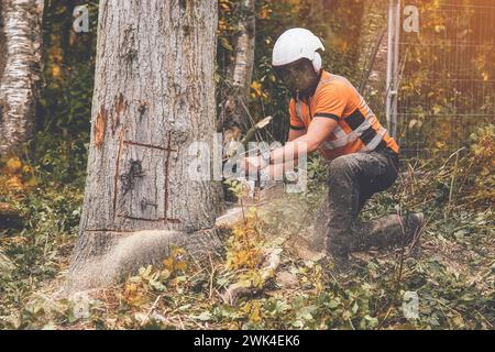 Ein Baumpfleger, der Sicherheitsausrüstung und Kleidung trägt, schneidet einen alten, kranken Baum mit einer Kettensäge Stockfoto