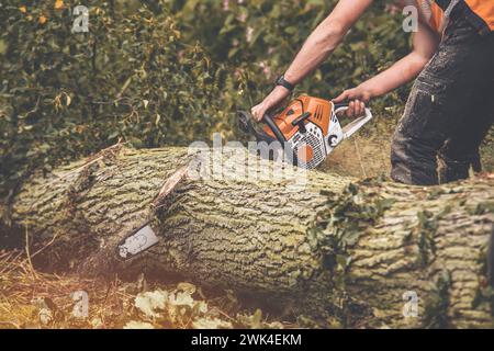 Baumstamm schneidet mit einer Benzin-Kettensäge den Baum in Stücke Stockfoto