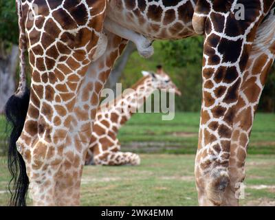 Zwei Giraffen, eine liegt auf dem Boden und eine steht auf. Stockfoto