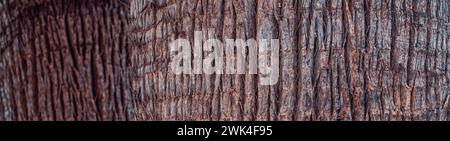Nahansicht Textur der Kokospalme der Natur Foto Hintergrund. Die Rinde der alten tropischen Palme ist gebrochen. Oberer Stamm Detail des Palmenhintergrunds te Stockfoto