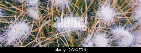 Nahaufnahme weiße Baumwollblumen Wiese Gras Foto. Weißes Poster Lagurus Ovatus. Gartenfotografie. Landschaft in der Herbstsaison. Qualitativ hochwertige Bilder Stockfoto