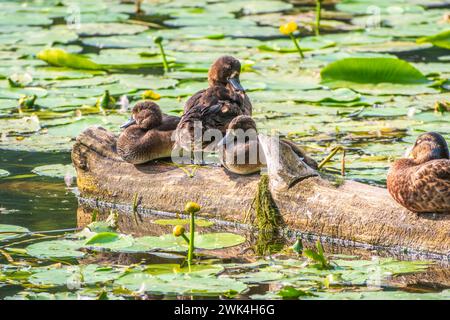 Eine Gruppe von getufteten Enten und Stockenten in freier Wildbahn. Getuftete Ente, Pochard, Aythya Fuligula im Teich. Stockfoto