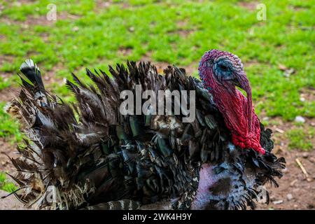 Ein alter wilder truthahn im Park. Stockfoto