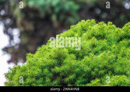 Tannenzweige im Abendlicht. Fichtenzweige auf grünem Hintergrund. Hintergrund der Weihnachtsbaum Äste. Stockfoto