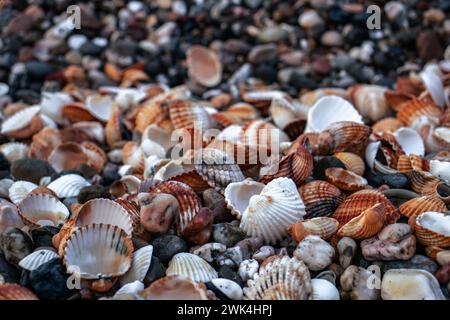 Muscheln auf Sand als Hintergrundfoto. Mediterranes Meer. Katalonien Küste. Textur in der Natur für Tapeten. Hochwertige Bilder für Hintergrundbilder, Stockfoto