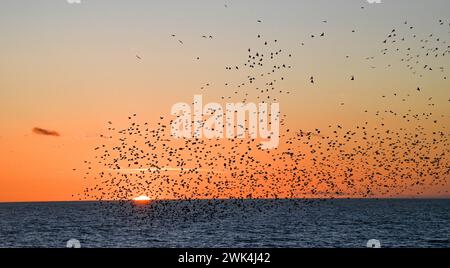 Brighton Großbritannien 18. Februar 2024 - Tausende von Starlingen nehmen an ihrem täglichen Murmeln bei Sonnenuntergang in Brighton nach einem hellen Tag an der Südküste Teil: Credit Simon Dack / Alamy Live News Stockfoto