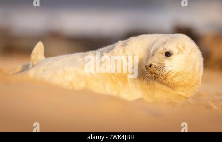 Niedlicher Grausiegel-Welpe an einem Strand in Norfolk, Großbritannien. Stockfoto