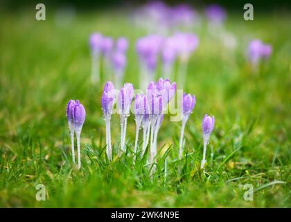 Violette Krokuswildblumen mit Regentropfen im Morgenlicht auf verschwommenem Hintergrund der Natur. Gartenkonzept. Selektiver Weichfokus. Stockfoto