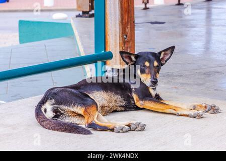 Nahaufnahme eines süßen Hundes, der auf dem kühlen Beton einer Bushaltestelle ruht und vor der intensiven Sommerhitze Zuflucht sucht. Curacao. Stockfoto