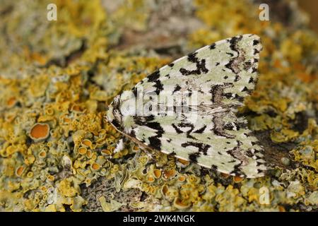 Detaillierte Nahaufnahme der hellgrünen und weißen, seltenen Merveille du jour Moth, Moma alpium, die auf Holz sitzt Stockfoto