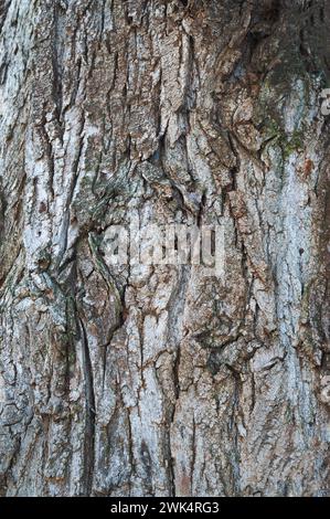 Geschnitzte Textur der Baumrinde. Die Rinde eines erwachsenen Baumes mit Rissen. Nahaufnahme der Baumrinde. Holzstruktur. Natürliche Baumrinde. Detaillierte Textur. Natürliche bac Stockfoto