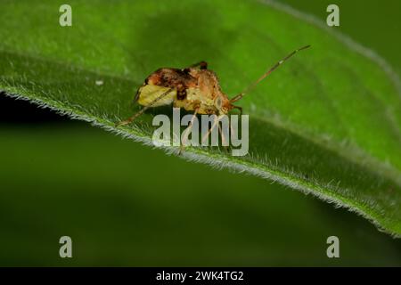 Australasische Erntemirid (Sidnia kinbergi) Stockfoto