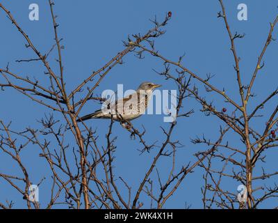 Ein Feldzug, Turdus pilaris, auf einem Baum mit blauem Himmel im Hintergrund. Stockfoto