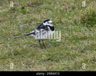 Motacilla alba yarrellii, auch bekannt in Irland als Wille Bachtail. Stockfoto