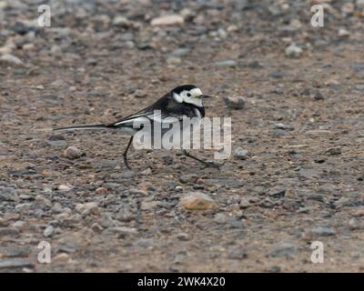 Motacilla alba yarrellii, auch bekannt in Irland als Wille Bachtail. Stockfoto