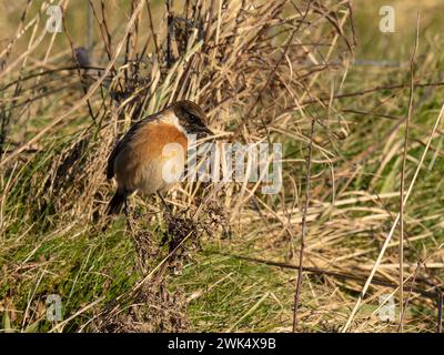 Ein männlicher europäischer Steinechat, Saxicola rubicola, auch bekannt als Steinechat. Stockfoto