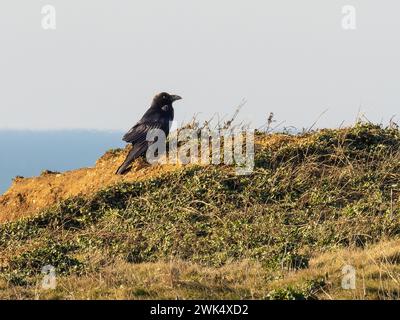 Ein gewöhnlicher Rabe, auch bekannt als Rabe, Corvus Corax, Barsch auf einer Klippe. Stockfoto