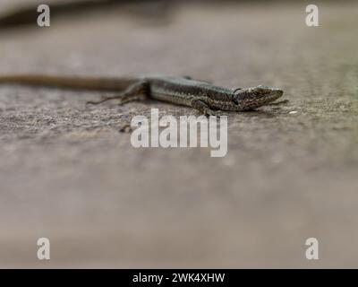 Eine madeirische Mauerechse, Teira dugesii, die sich in der Sonne sonnt. Stockfoto