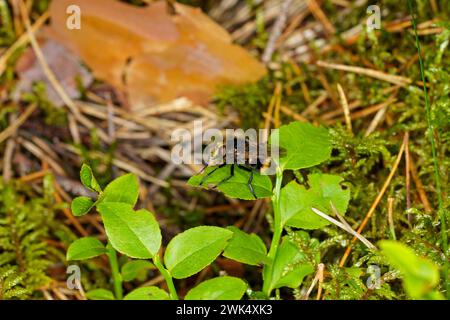 Volucella bombylans Familie Syrphidae Gattung Volucella Hummel Schweben Fliege wilde Natur Insekten Tapete, Bild, Fotografie Stockfoto