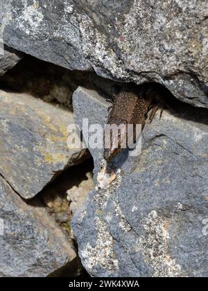 Eine madeirische Mauerechse, Teira dugesii, die sich in der Sonne sonnt. Stockfoto