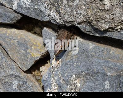 Eine madeirische Mauerechse, Teira dugesii, die sich in der Sonne sonnt. Stockfoto