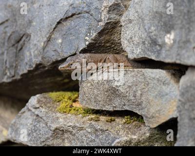 Eine madeirische Mauerechse, Teira dugesii, die sich in der Sonne sonnt. Stockfoto