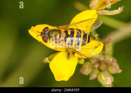 Syrphus ribesii Familie Syrphidae Gattung Syrphus Gemeinsame Blume Fliege wilde Natur Insekten Tapete, Bild, Fotografie Stockfoto