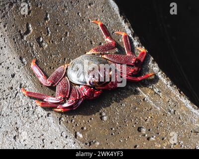 Grapsus adscensionis, eine maurische oder rote Krabbe, fotografiert auf der Insel Madeira. Stockfoto