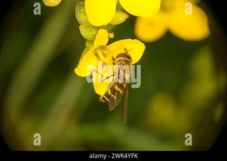 Syrphus ribesii Familie Syrphidae Gattung Syrphus Gemeinsame Blume Fliege wilde Natur Insekten Tapete, Bild, Fotografie Stockfoto