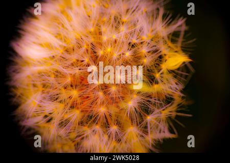 Abstrakte Blumenblüte in Farbe - Bild für die Innenraumtapete Stockfoto