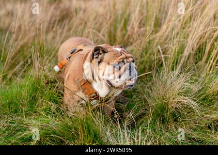 Lustig schöner klassischer Red English British Bulldog Dog machen einen Spaziergang im Gras im Peak District am sonnigen Tag bei Sonnenuntergang Stockfoto