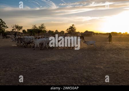 Afrika, Senegal, in der Nähe von Podor. Dorf Fenaye Dualo am Fluss Senegal in der sahelregion. Stockfoto