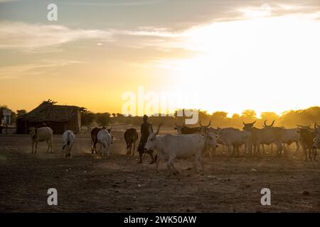 Afrika, Senegal, in der Nähe von Podor. Dorf Fenaye Dualo am Fluss Senegal in der Sahelregion. Stockfoto