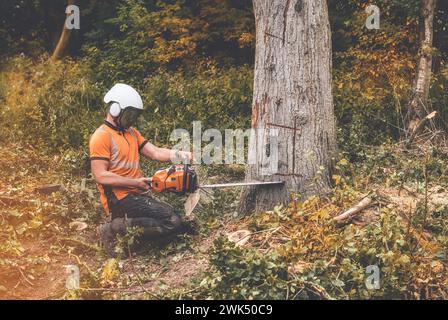 Ein Baumpfleger, der Sicherheitsausrüstung und Kleidung trägt, schneidet einen alten, kranken Baum mit einer Kettensäge Stockfoto