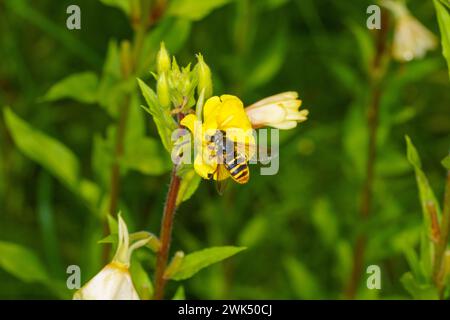 Sericomyia silentis Familie Syrphidae Gattung Sericomyia Gelbtorf Hoverfly wilde Natur Insektentapete, Bild, Fotografie Stockfoto