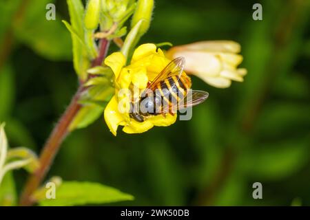 Sericomyia silentis Familie Syrphidae Gattung Sericomyia Gelbtorf Hoverfly wilde Natur Insektentapete, Bild, Fotografie Stockfoto