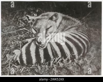 Thylacin, im Beaumaris Zoo, Hobart, CA. 1918, Kopie aus fotomechanischer Quelle, Foto zeigt den inzwischen ausgestorbenen tasmanischen Tiger oder Tylacine im Beaumaris Zoo in Hobart in Ruhe Stockfoto