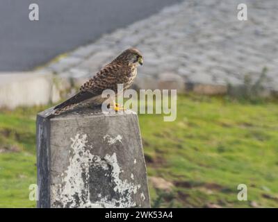 Falco Tinnunkulus Biometrics auf der Insel Madeira. Stockfoto