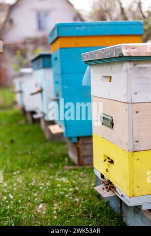 Bienenstöcke im Garten mit blühenden Kirschbäumen im Frühjahr. Bienenstöcke aus nächster Nähe auf Bienenstöcke auf grünem Gras, das mit herabfallenden Kirschblättern übersät ist. Sonnenuntergang über Stockfoto